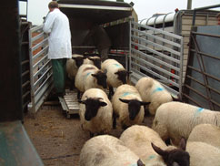 inpage-new-sheep-quarantine.jpg