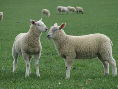 inpage-two-lambs.jpg